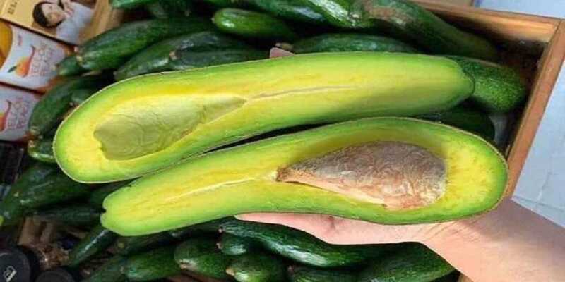 Mua bơ sáp ở Hà Nội