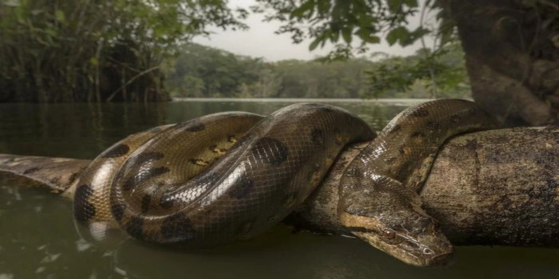 Trăn anaconda