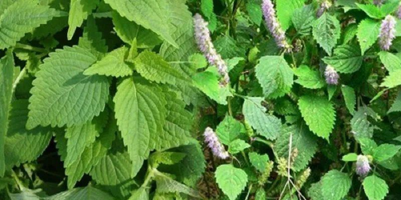 Cách sử dụng cây kinh giới hiệu quả