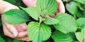 Cây kinh giới có tác dụng gì