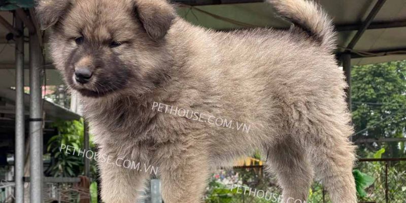 Đặc Điểm Nhận Dạng Của Chó Bắc Hà Lông Xù