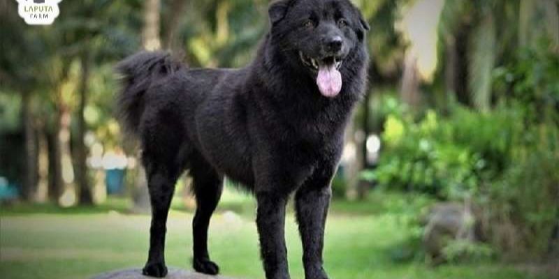 Thông Minh Và Dễ Huấn Luyện