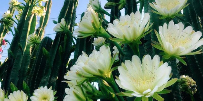 ẻ Đẹp Độc Đáo Của Hoa Xương Rồng