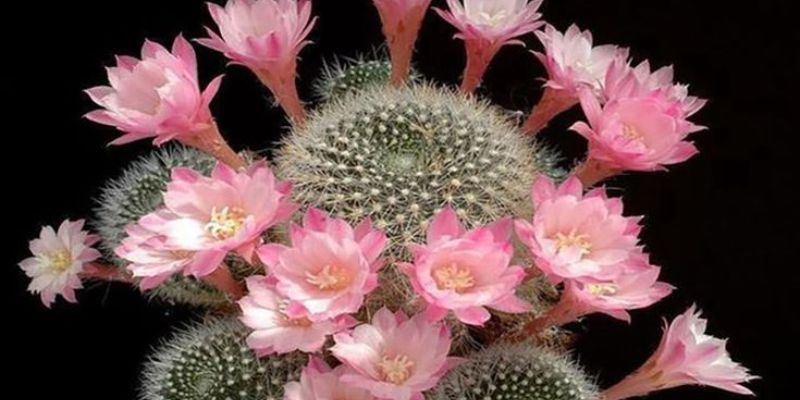 Ý Nghĩa Của Hoa Xương Rồng