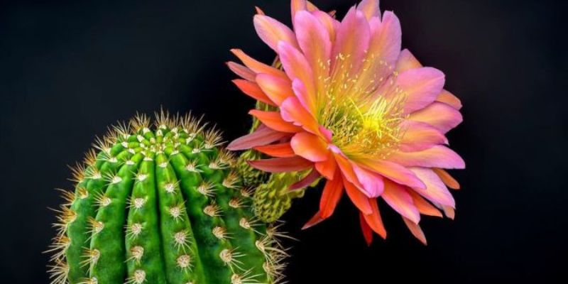 Hình ảnh hoa xương rồng đẹp