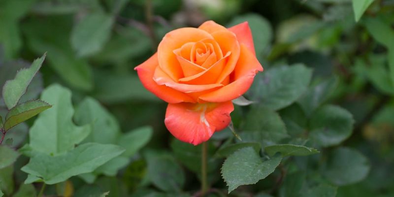 Hoa hồng cam – Biểu tượng của sự nhiệt huyết và sự tôn trọng