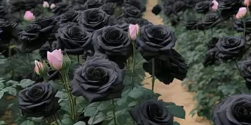 Hoa hồng đen – Biểu tượng của sự kết thúc và bí ẩn