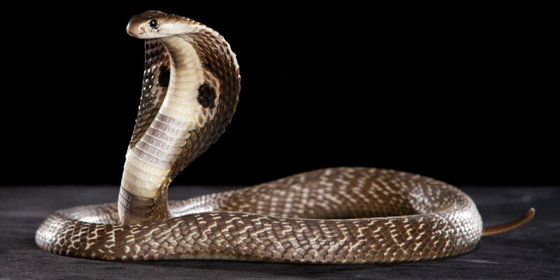 Những loài rắn hổ mang sống ở việt nam, tại sao không có hổ mang chúa?