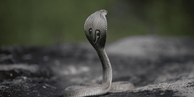 Những loài rắn hổ mang sống ở việt nam, tại sao không có hổ mang chúa?