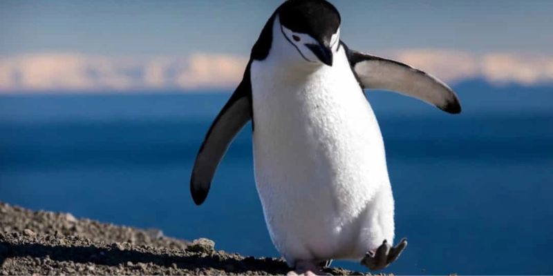 Chim Cánh Cụt Có Khả Năng Bơi Lội Tuyệt Vời