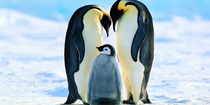 Sự thật thú vị về chim cánh cụt mà bạn chưa biết