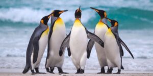 Sự thật thú vị về chim cánh cụt mà bạn chưa biết