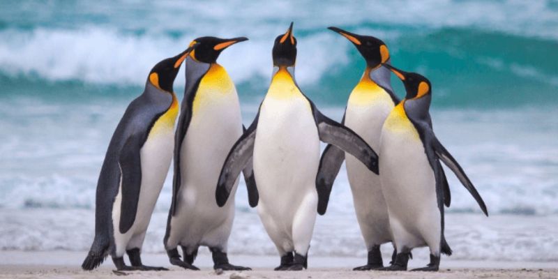 Chim Cánh Cụt Không Gây Hại Cho Con Người