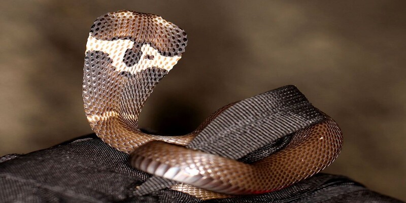 Những loài rắn hổ mang sống ở việt nam, tại sao không có hổ mang chúa?