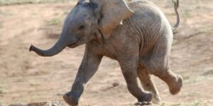 Voi có thông minh không? Những sự thật thú vị về trí tuệ của voi