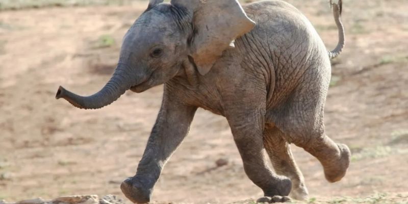 Voi có khả năng giải quyết vấn đề